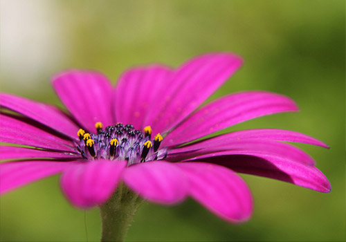 canon rebel t2i camera. Canon Rebel T2i - Macro Flower