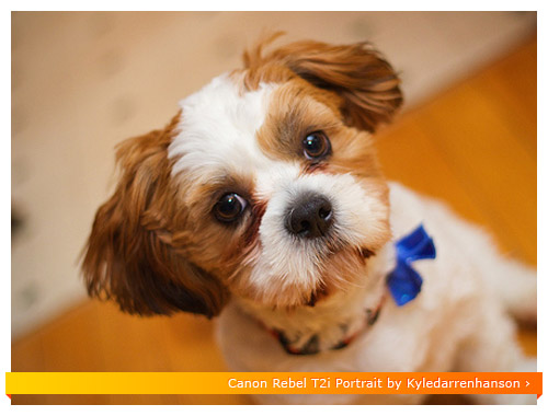 Canon Rebel T2i - Dog Portrait