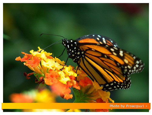 Fuji HS10 Macro - Butterfly