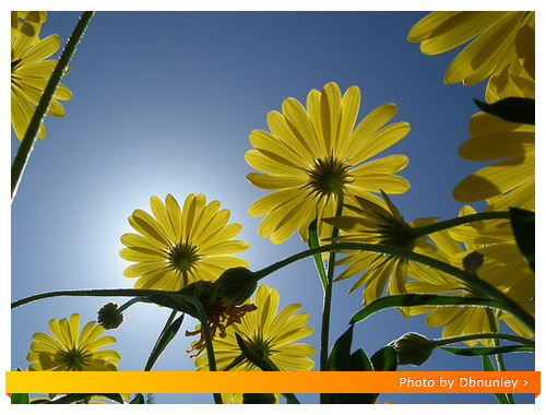 Fuji HS10 Macro - Daisy