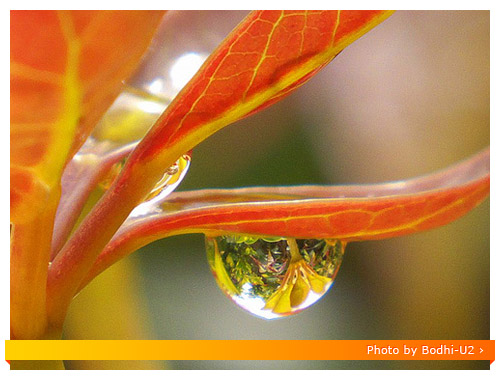 Fuji HS10 Macro - Drop of Water