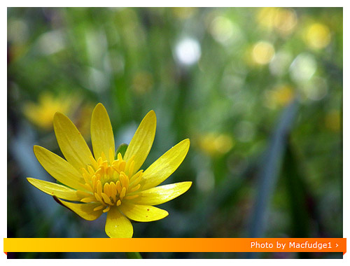 Fuji HS10 Macro - Flower