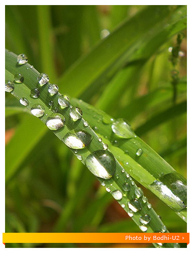 Fuji HS10 Macro - Grass