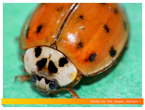 Fuji HS10 Macro - Ladybug