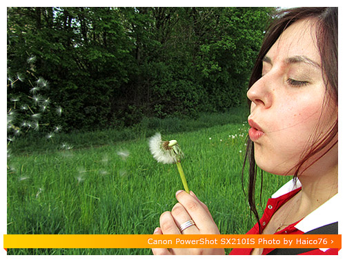 Canon SX210 IS Continuous Mode - Dandelion