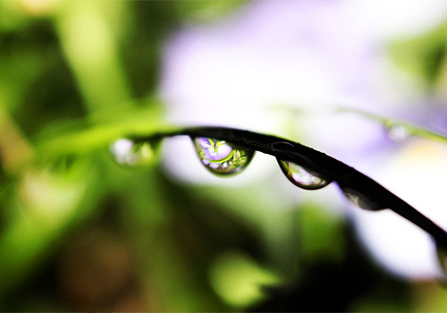 Canon T2i Grass Macro