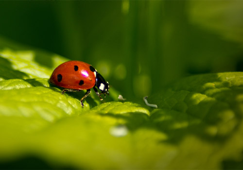 Canon T2i Ladybug Macro