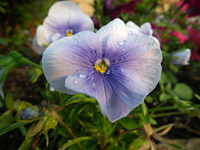 Fuji HS10 Blue Flower (macro)