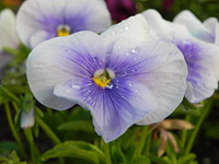 Nikon P100 Blue Flower (macro)