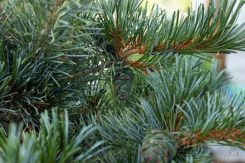 Sample Photo of a Pinecone without Raynox DCR-250