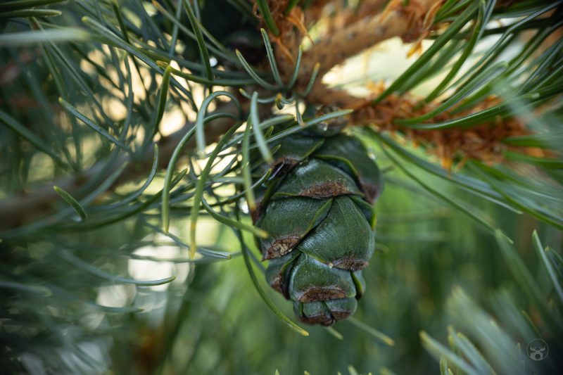 Raynox DCR-250 Sample Photo of a Pinecone